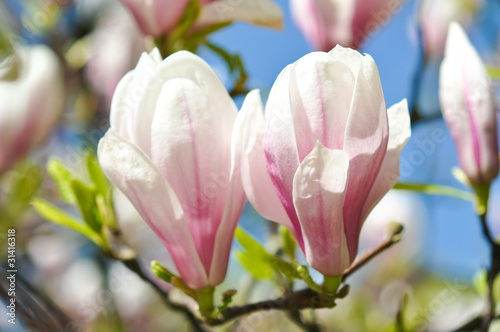 Board z aluminiowym obramowaniem Magnolia