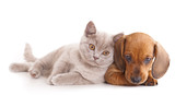Fototapeta Zwierzęta - British kitten rare color (lilac) and puppy red dachshund
