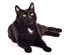 Black Green-eyed Cat Lying Looking Up Against White Background