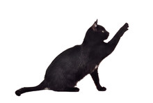 Black Cat Reaching Up For Toy And Showing Its Claws Silhouette