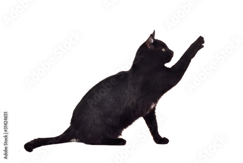 Fotografía Black cat reaching up for toy and showing its claws silhouette