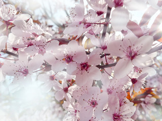 Canvas Print - sakura and sunlight