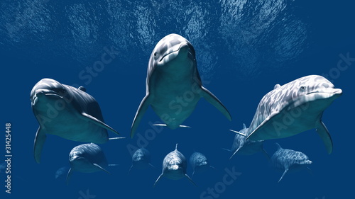 Board z aluminiowym obramowaniem Dolphin