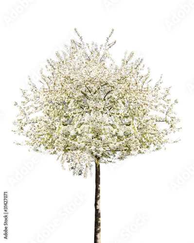 Arbre En Fleurs Au Printemps Détouré Buy This Stock Photo
