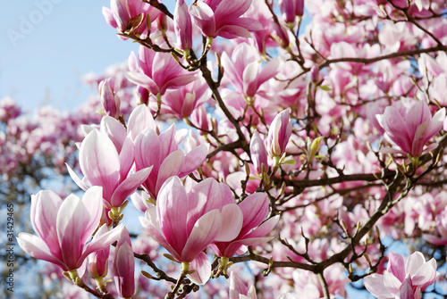 Board z aluminiowym obramowaniem Krwawienie marzenie w różowej magnolii