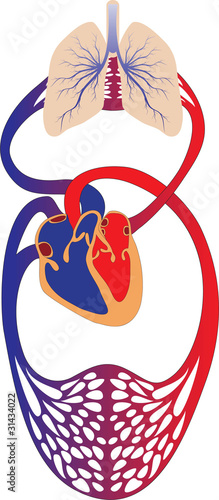 Naklejka - mata magnetyczna na lodówkę human circulatory system