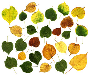 Wall Mural - leaves