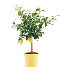 Organic Lemon Tree