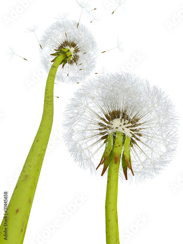 Obraz na płótnie canvas dwuczęściowy "dyptyk" 3d dandelions