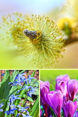 Poster - Spring flowers montage, vertical