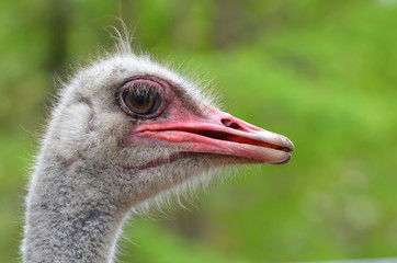 Wall Mural - ostrich head