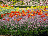 Fototapeta Kwiaty - mélange floral