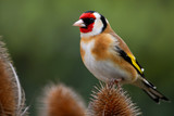Fototapeta  - Goldfinch on teasel