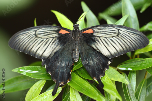Tapeta ścienna Tropikalny motyl