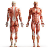 Fototapeta  - anatomy, muscles