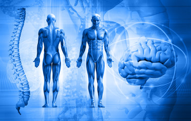 Wall Mural - human body