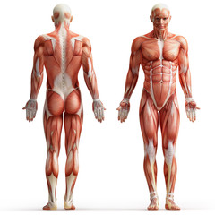 Wall Mural - anatomy, muscles