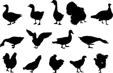 poultry silhouettes