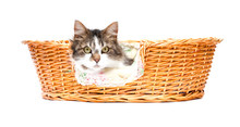 Cat Looking Out Of The Basket Isolated Over White Background