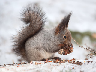 Wall Mural - Squirrel