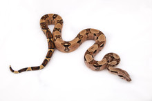 Boa Constrictor On White Background