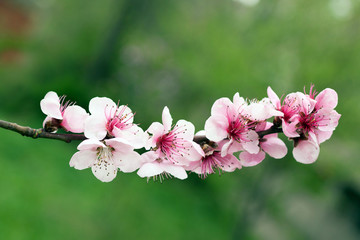 Wall Mural - Blooming tree in spring with pink flowers