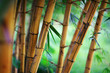 canvas print picture - Bamboo forest background