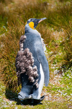 Young Moulting King Penguin