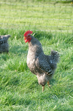 Barred Rock Rooster With Fence In Background
