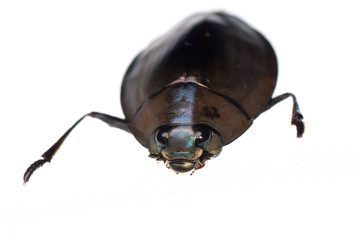 insect whirligig beetle