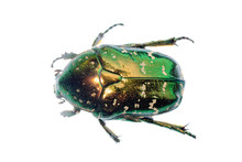 Green Beetle Insect