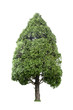 oriental arborvitae or japan cypress