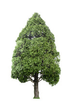 Oriental Arborvitae Or Japan Cypress