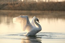Swan Spreads Its Wings At Dawn