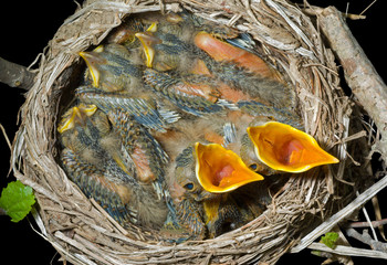 Canvas Print - Nest of thrush 8