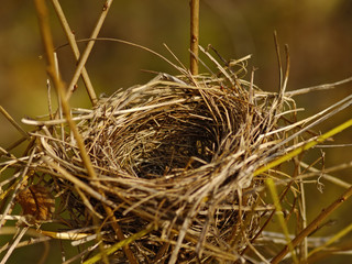 The bird's nest