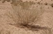 Verdorrter Strauch in Wadi Rum