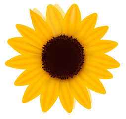 Poster - Beautiful yellow Sunflower. Vector illustration
