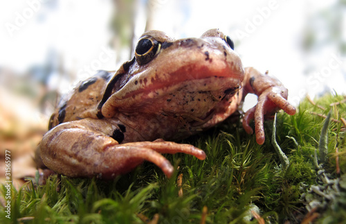 Obraz na płótnie canvas czteroczęściowy "tetraptyk" Grasfrosch - zwykła brązowa żaba - rana temporaria