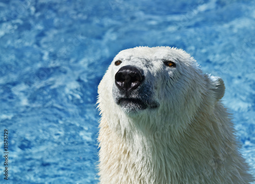 Fotoboard na płycie Niedźwiedź polarny patrząc na