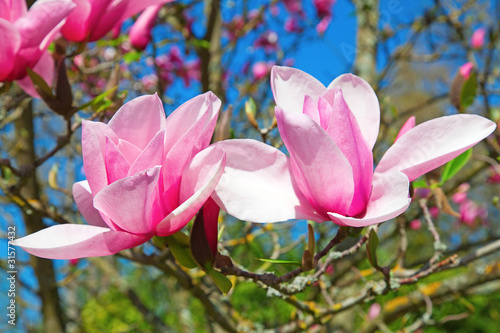 Board z aluminiowym obramowaniem Magnolia