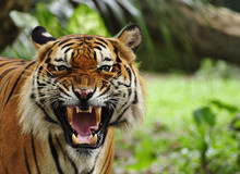 Close Up Of A Roaring Tiger