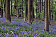 Forest With Blue Hyacinths