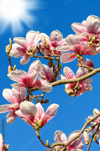 Board z aluminiowym obramowaniem Magnolie