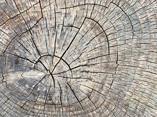 Close up of the weathered surface of a tree stump