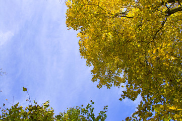 Canvas Print - Bäume im Herbst