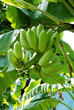 © suthiwat - Banana tree with  bunch of bananas  fresh