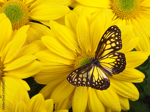 Tapeta ścienna Żółty szklisty motyl tygrysa