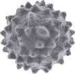 isolated microscopic image of white blood cell