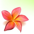 Photo-realistic vector beautiful pink plumeria flower
